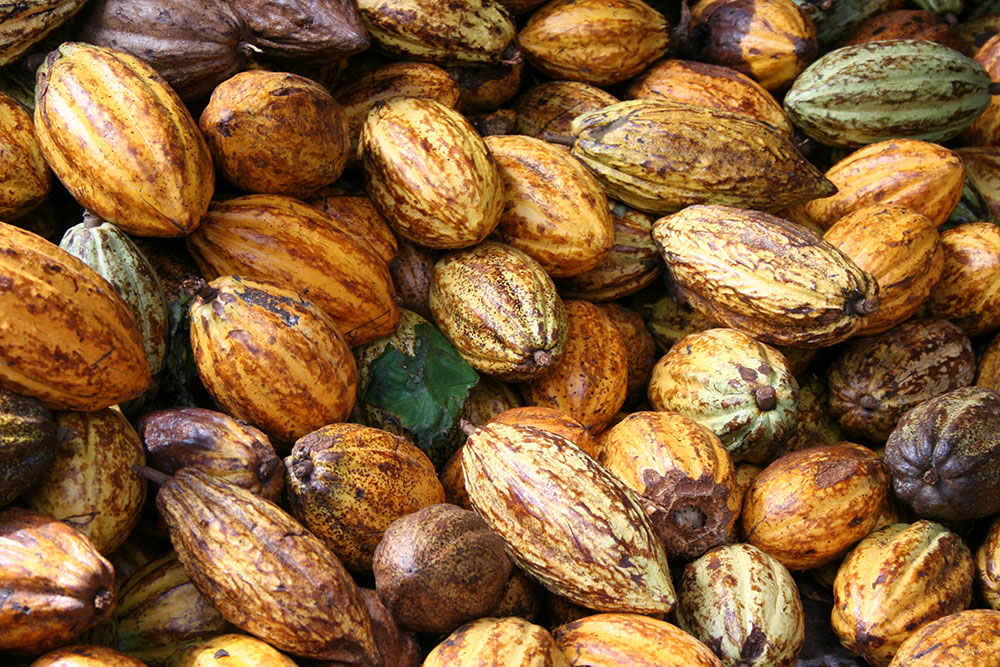 kakaofrukter